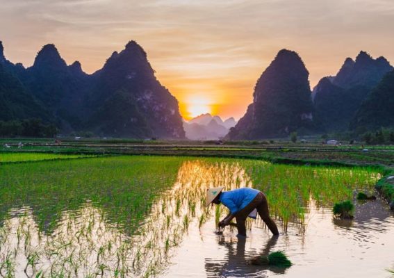 rice-cultivation